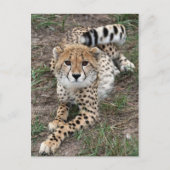 Cheetah Info Card Briefkaart (Voorkant)