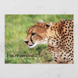 Cheetah Invitation Card Kaart