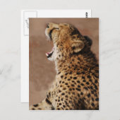 Cheetah kan een leeuw bang maken briefkaart (Voorkant / Achterkant)