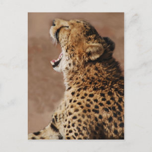 Cheetah kan een leeuw bang maken briefkaart