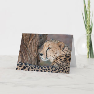 Cheetah kijkt over zijn schouder Kaart
