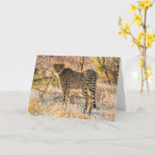Cheetah kijkt rond kaart (Gele Bloem)