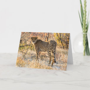 Cheetah kijkt rond kaart