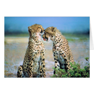 Cheetah Kisses