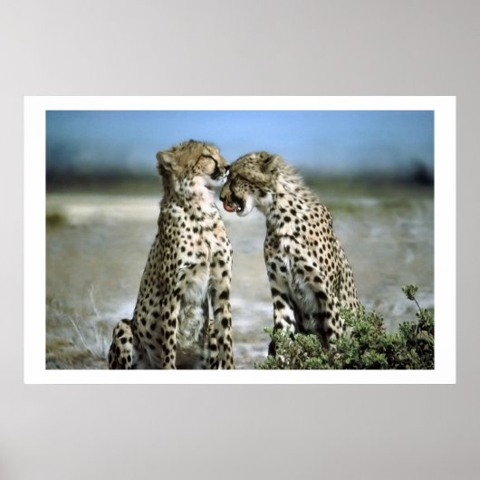 Cheetah Kisses Wildlife Poster (Voorkant)