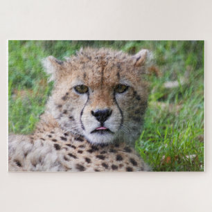 Cheetah Legpuzzel