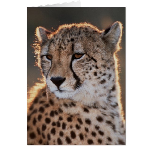 Cheetah looking away (Voorkant)