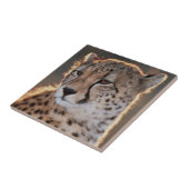 Cheetah looking away tegeltje (Zijkant)