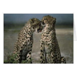 Cheetah Love