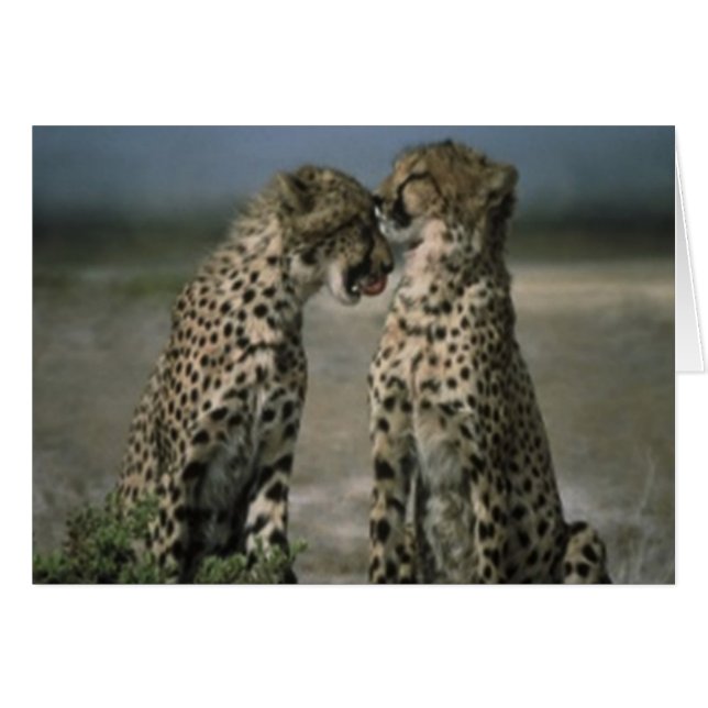 Cheetah Love (Devant horizontal)