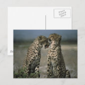 Cheetah Love Briefkaart (Voorkant / Achterkant)
