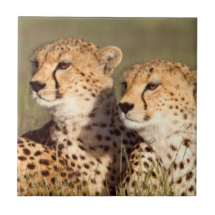 Cheetah Lying in Grass, Ngorongoro Conservation Tegeltje