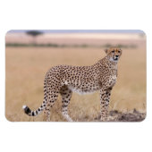 Cheetah Magneet (Horizontaal)