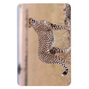 Cheetah Magneet