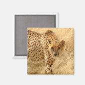 Cheetah Magneet (Voorkant / Achterkant)