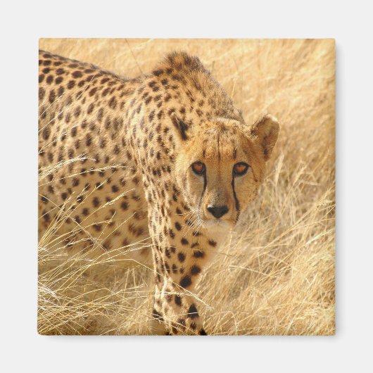 Cheetah Magneet (Voorkant)