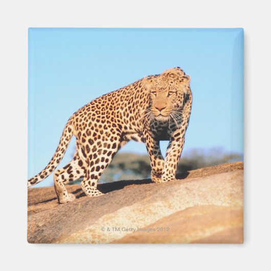 Cheetah Magneet (Voorkant)