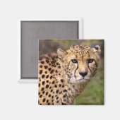 Cheetah Magnet Magneet (Voorkant / Achterkant)