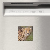 Cheetah Magnet Magneet (Insitu (Vaatwasser))