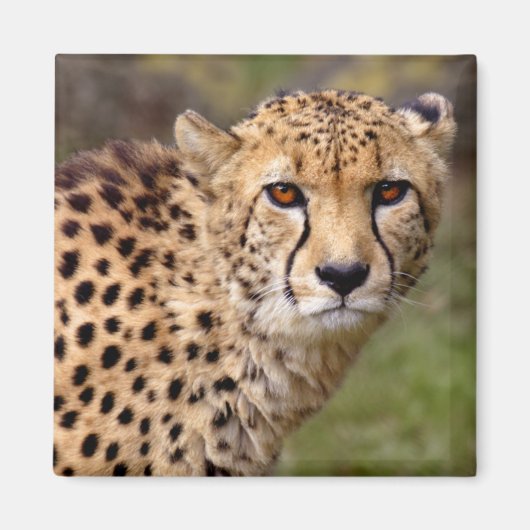 Cheetah Magnet Magneet (Voorkant)