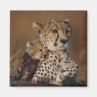 Cheetah moeder en welp magneet