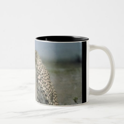 Cheetah Mok (Rechts)