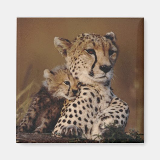 Cheetah Mother and Cub Magnet (Devant)