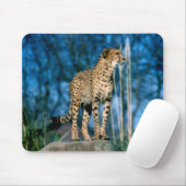Cheetah Muismat (Met muis)