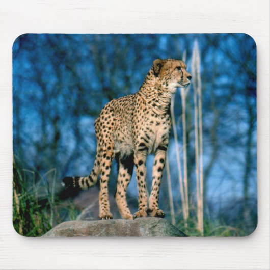 Cheetah Muismat (Voorkant)