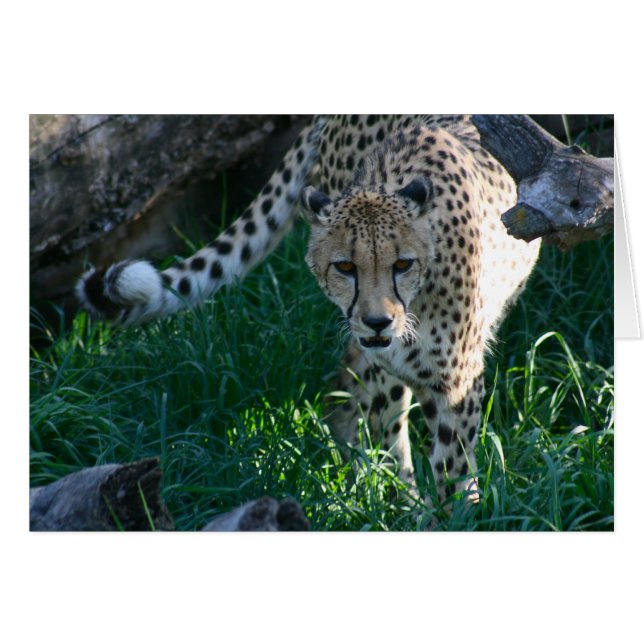 Cheetah op jacht (Voorkant Horizontaal)