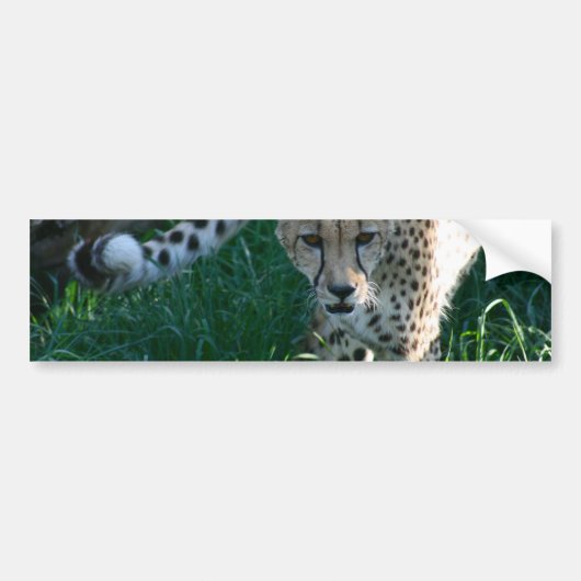 Cheetah op jacht bumpersticker (Voorkant)