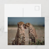 Cheetah Paar Fotografie Briefkaart (Voorkant / Achterkant)
