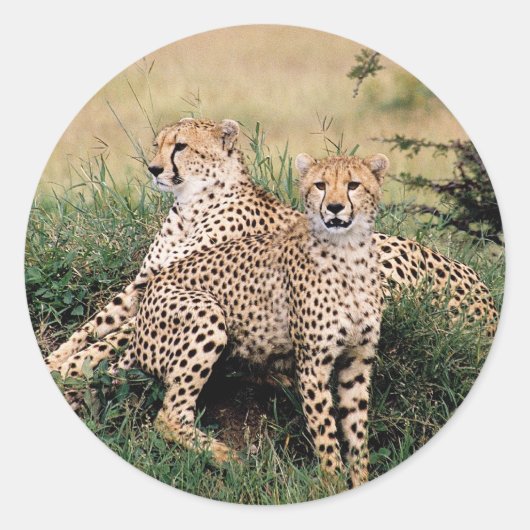 Cheetah Pair Ronde Sticker (Voorkant)