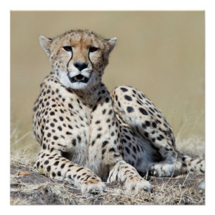 Cheetah Perfect Poster