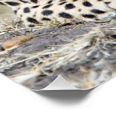 Cheetah Perfect Poster (Hoek)