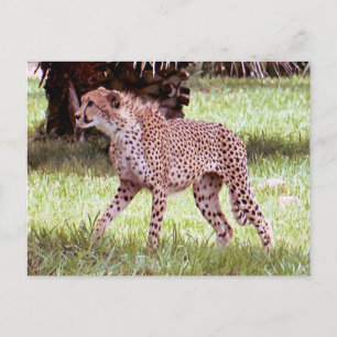 Cheetah Photo Briefkaart