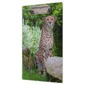 Cheetah Photo Clipboard Klembord (Links)