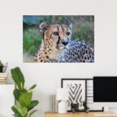 Cheetah Photo Poster (Thuiskantoor)