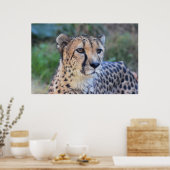 Cheetah Photo Poster (Keuken)
