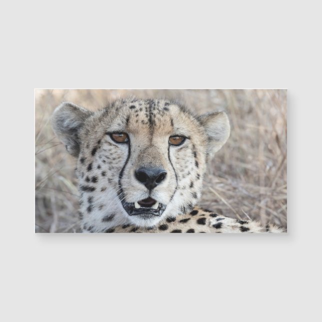 Cheetah Portrait (Voorkant)