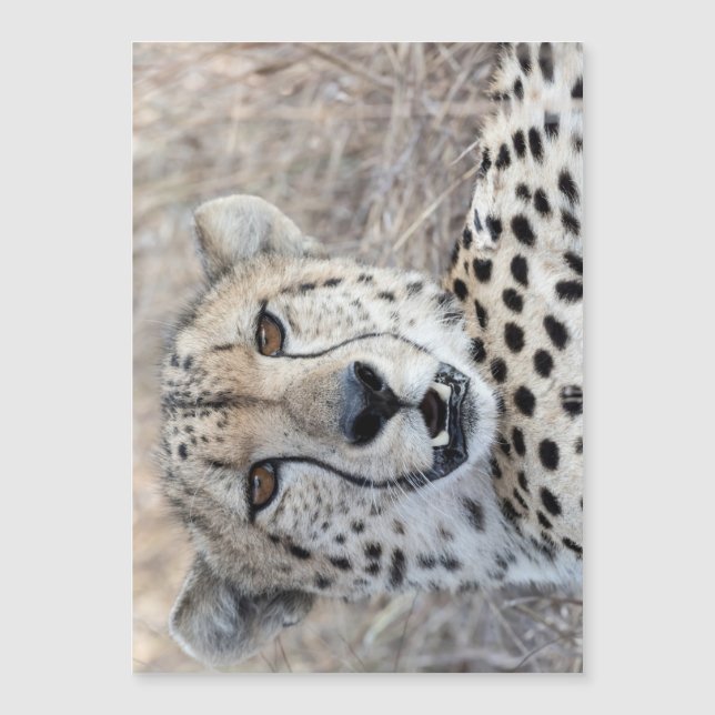 Cheetah Portrait (Voorkant)