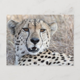 Cheetah Portrait Briefkaart