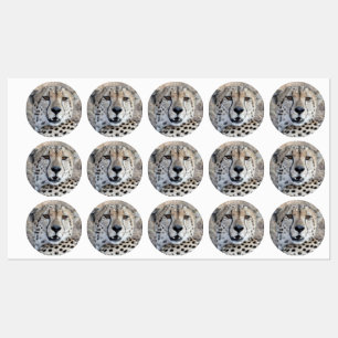 Cheetah Portrait Labels