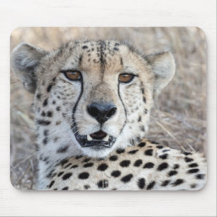 Cheetah Portrait Muismat