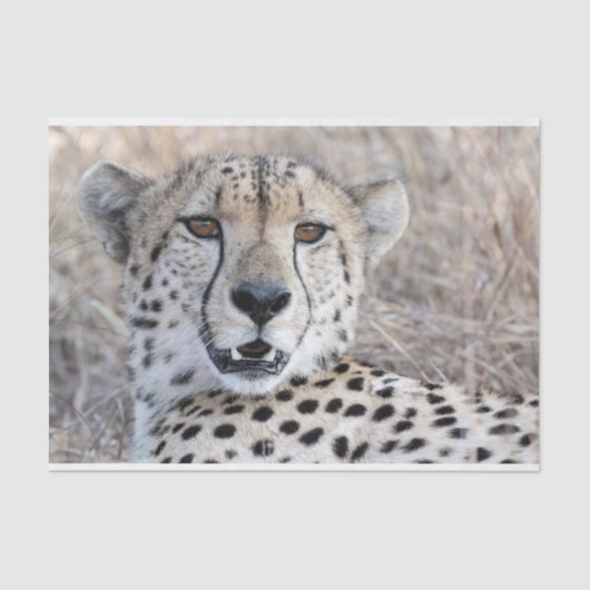 Cheetah Portrait Tissuepapier (Voorkant)