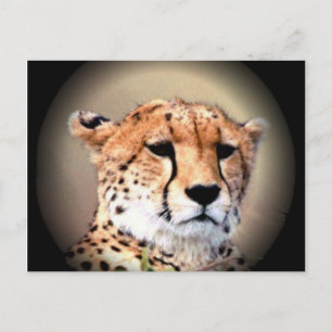 Cheetah Portret van Volle Maan: Natuur's Grace Briefkaart