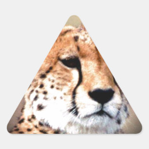 Cheetah Portret van Volle Maan: Natuur's Grace Driehoek Sticker
