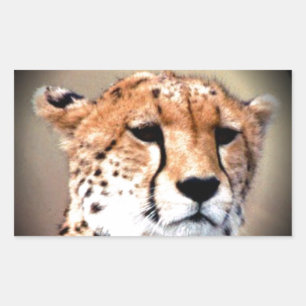 Cheetah Portret van Volle Maan: Natuur's Grace Rechthoekige Sticker