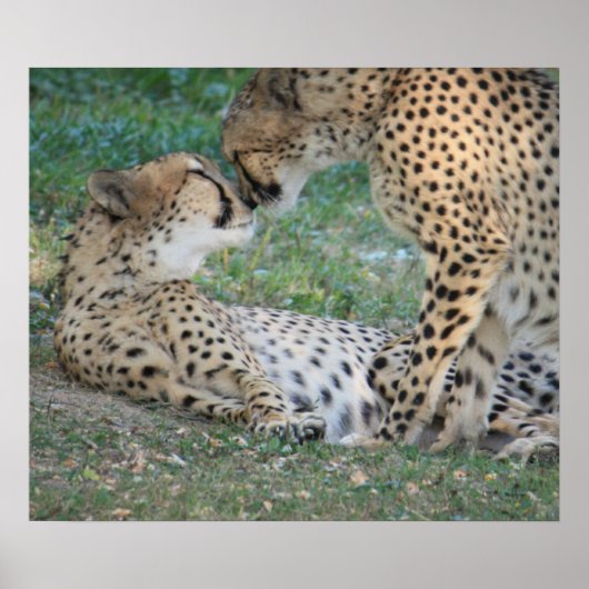 Cheetah Poster (Voorkant)