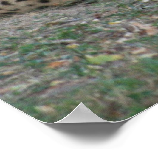 Cheetah Poster (Hoek)